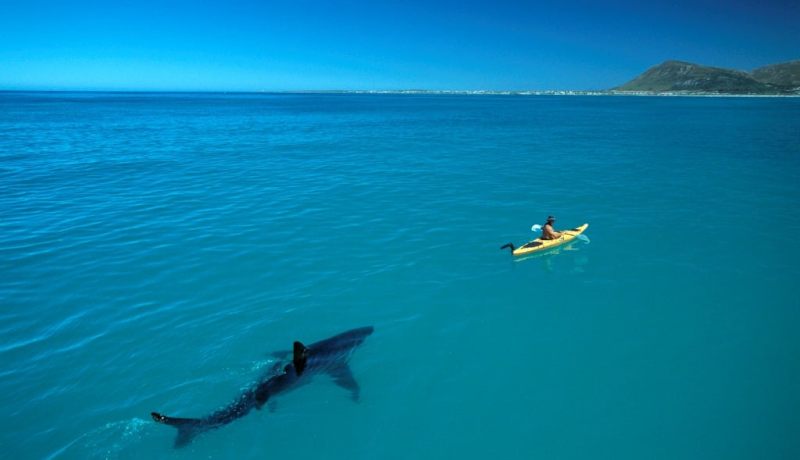 shark-in-water-canoe-under-boat-paddle-by-thomas-peschak