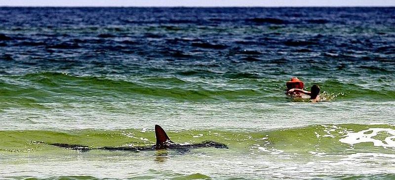 sharks ocean swimmers