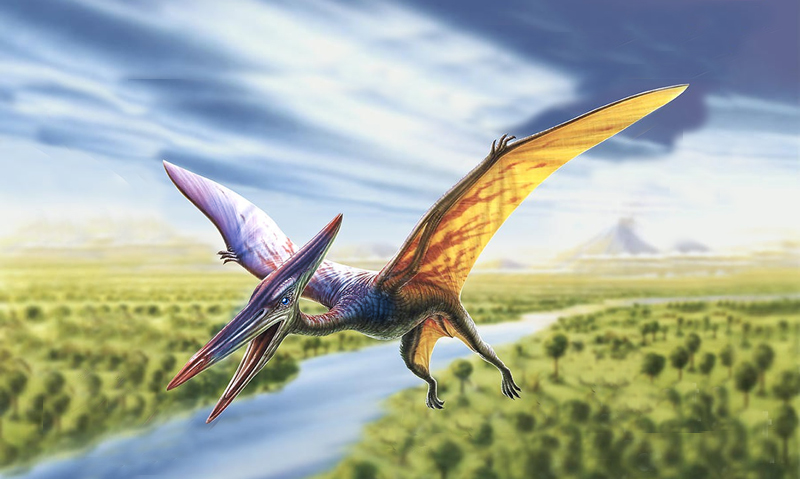 Most supposed flying dinosaurs are fictions